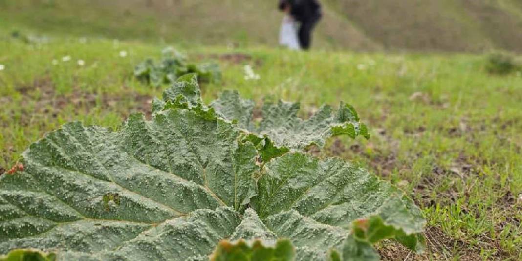 Vatandaşın yüksek rakımda mesaisi başladı! Tek tek toplayıp, kilosunu 150 TL’den satıyorlar 6